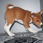 Orhan-male-Basenji-puppy-for-sale-3