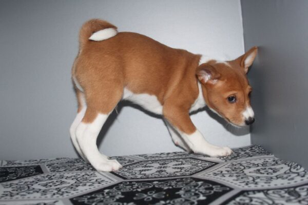 Orhan Basenji Orhan Basenji