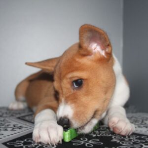 Orhan Basenji Orhan Basenji