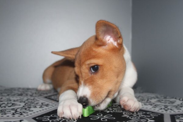 Orhan Basenji Orhan Basenji