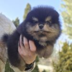 Parissa-female-Pomeranian-puppy-for-sale-1