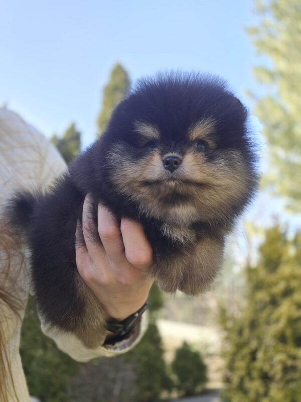 Parissa Pomeranian Parissa Pomeranian