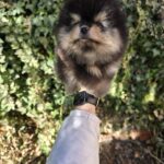 Parissa-female-Pomeranian-puppy-for-sale-2