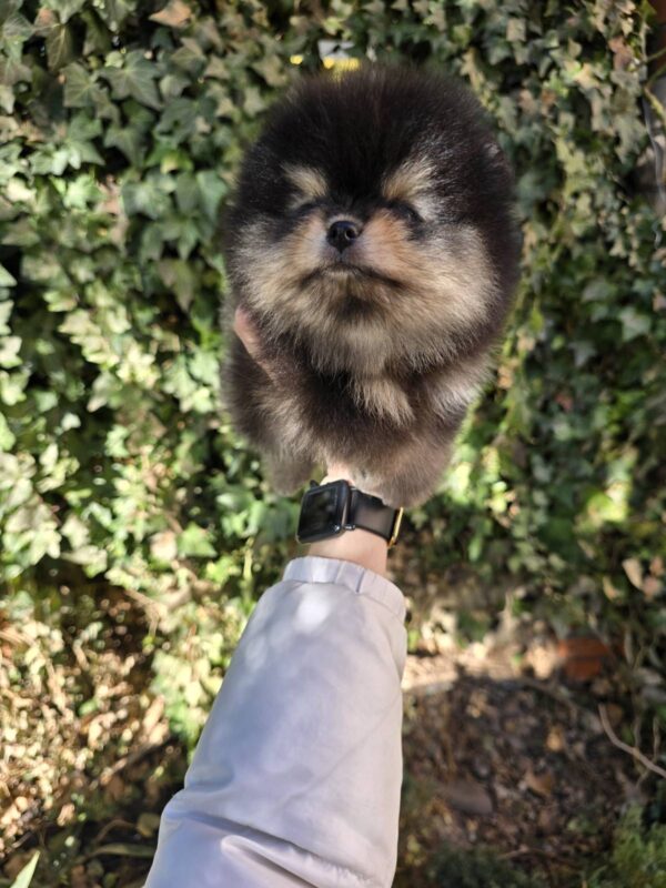 Parissa Pomeranian Parissa Pomeranian
