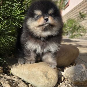 Parissa Pomeranian Parissa Pomeranian