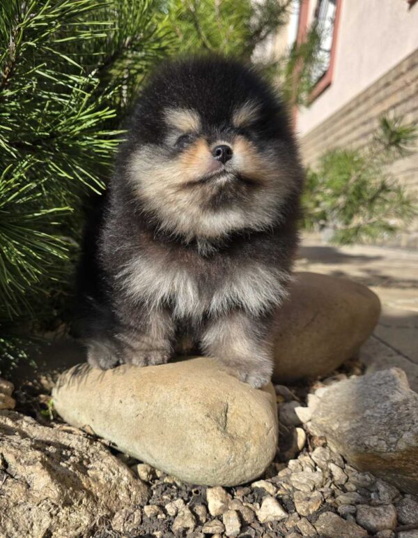 Parissa Pomeranian Parissa Pomeranian