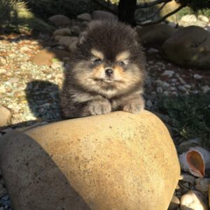 Parissa Pomeranian Parissa Pomeranian
