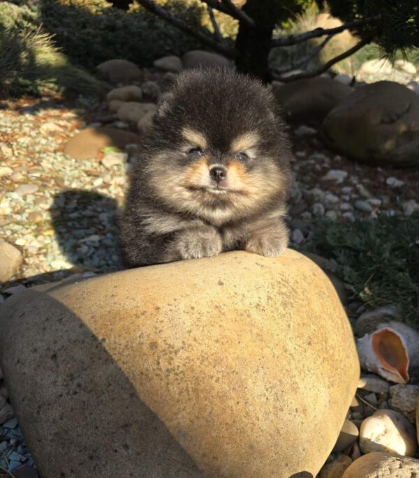 Parissa Pomeranian Parissa Pomeranian