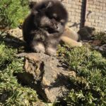 Partos-male-Pomeranian-puppy-for-sale-1