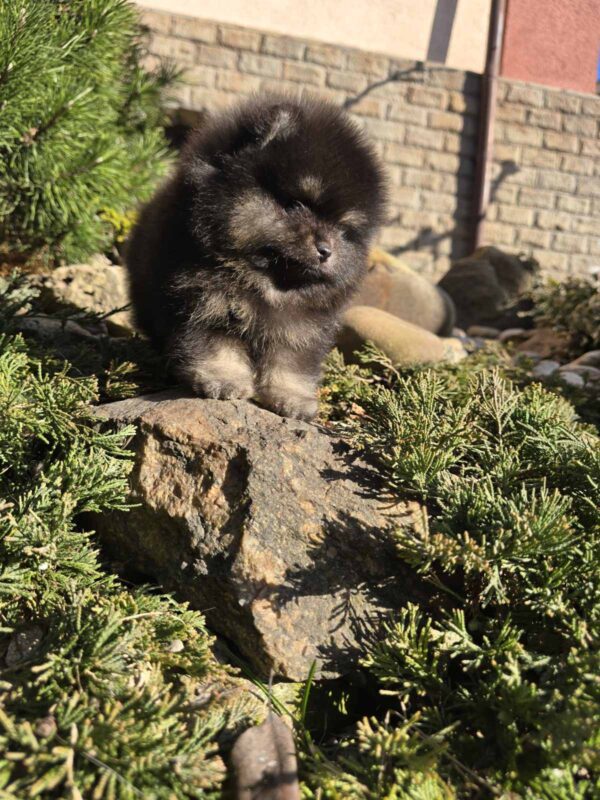 Parissa Pomeranian Parissa Pomeranian