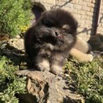 Partos-male-Pomeranian-puppy-for-sale-2