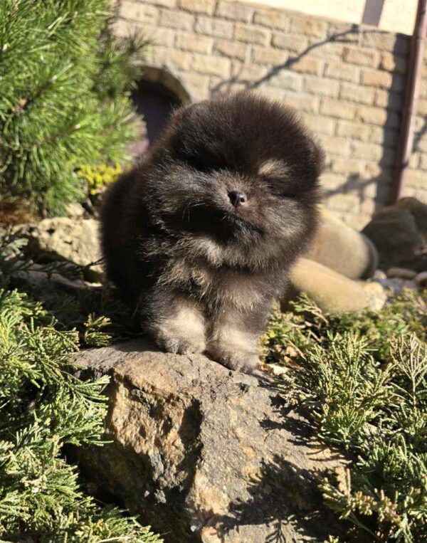 Parissa Pomeranian Parissa Pomeranian