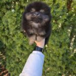 Partos-male-Pomeranian-puppy-for-sale-3