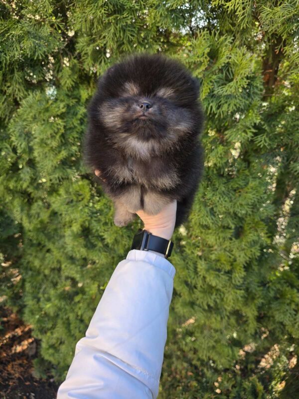 Parissa Pomeranian Parissa Pomeranian