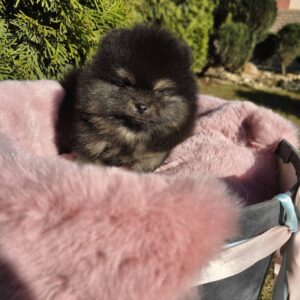 Partos Pomeranian Partos Pomeranian