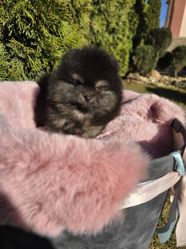 Parissa Pomeranian Parissa Pomeranian