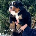 Peony-female-Bernese-Mountain-puppy-for-sale-1