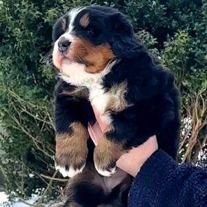 Peony Bernese Mountain Dog Peony Bernese Mountain Dog