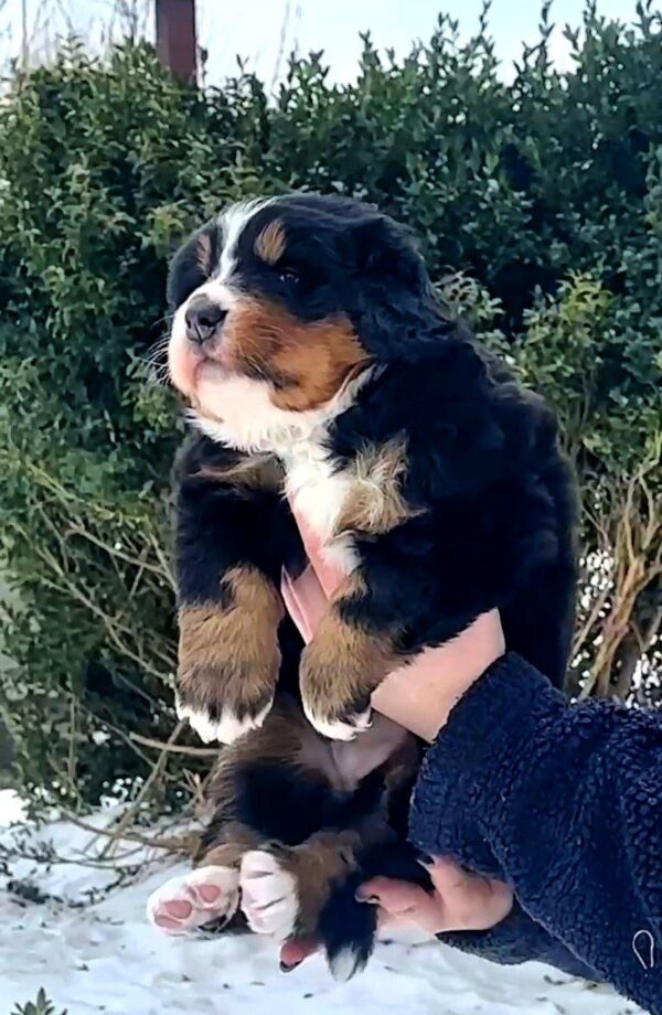 Peony Bernese Mountain Dog Peony Bernese Mountain Dog