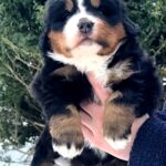 Peony-female-Bernese-Mountain-puppy-for-sale-2