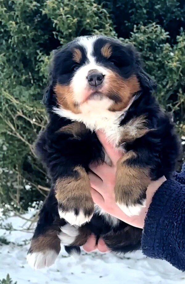 Peony Bernese Mountain Dog Peony Bernese Mountain Dog