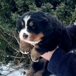 Peony-female-Bernese-Mountain-puppy-for-sale-3