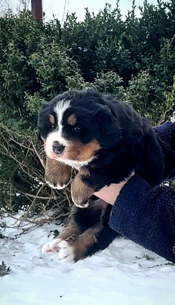 Peony Bernese Mountain Dog Peony Bernese Mountain Dog