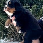Peony-female-Bernese-Mountain-puppy-for-sale-4