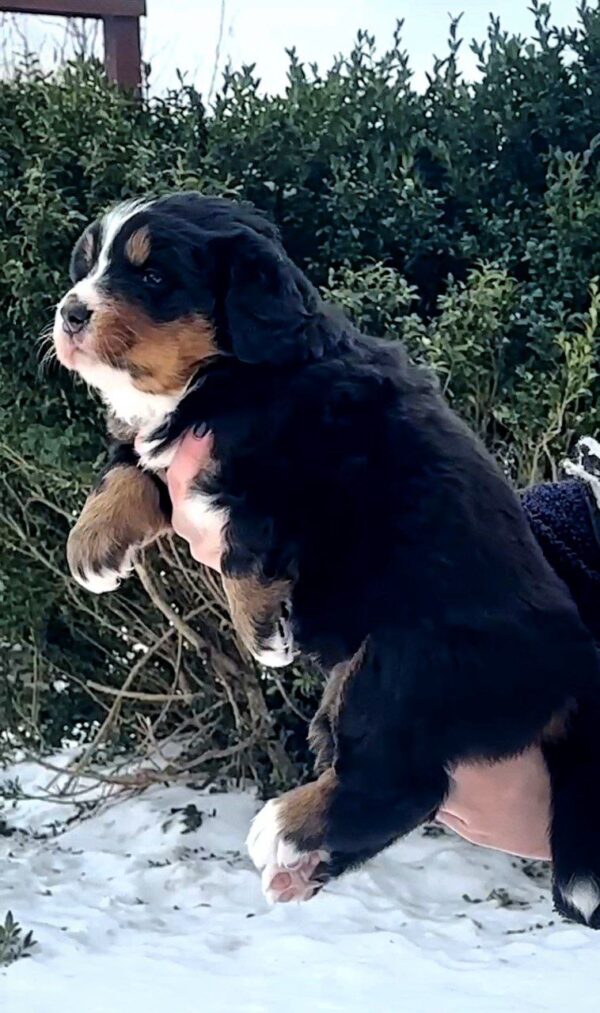 Peony Bernese Mountain Dog Peony Bernese Mountain Dog