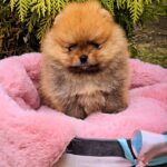 Persey-male-Pomeranian-puppy-for-sale-1