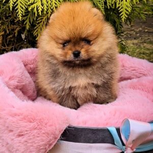 Persey Pomeranian Persey Pomeranian
