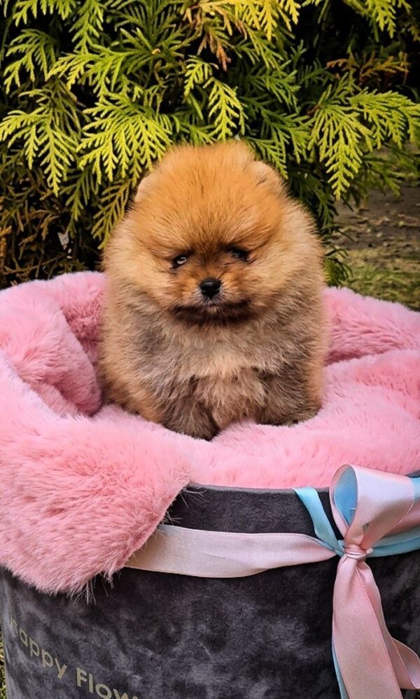 Persey Pomeranian Persey Pomeranian