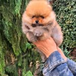 Persey-male-Pomeranian-puppy-for-sale-2