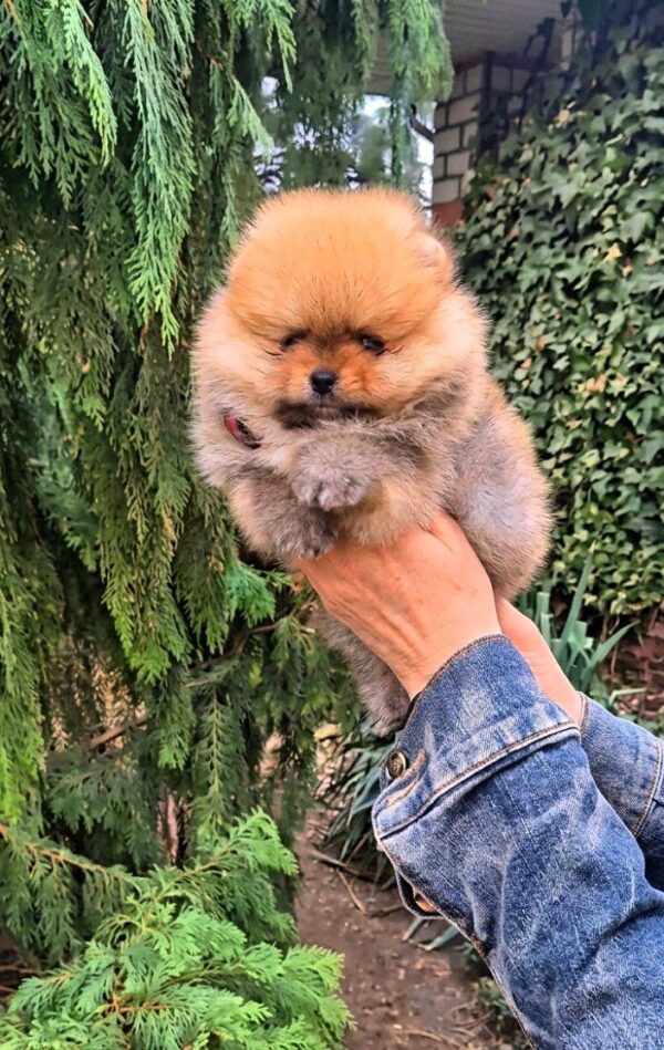 Persey Pomeranian Persey Pomeranian