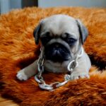 Pops-male-Pug-puppy-for-sale-1