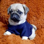 Pops-male-Pug-puppy-for-sale-2