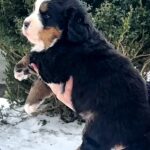Primrose-female-Bernese-Mountain-puppy-for-sale-1