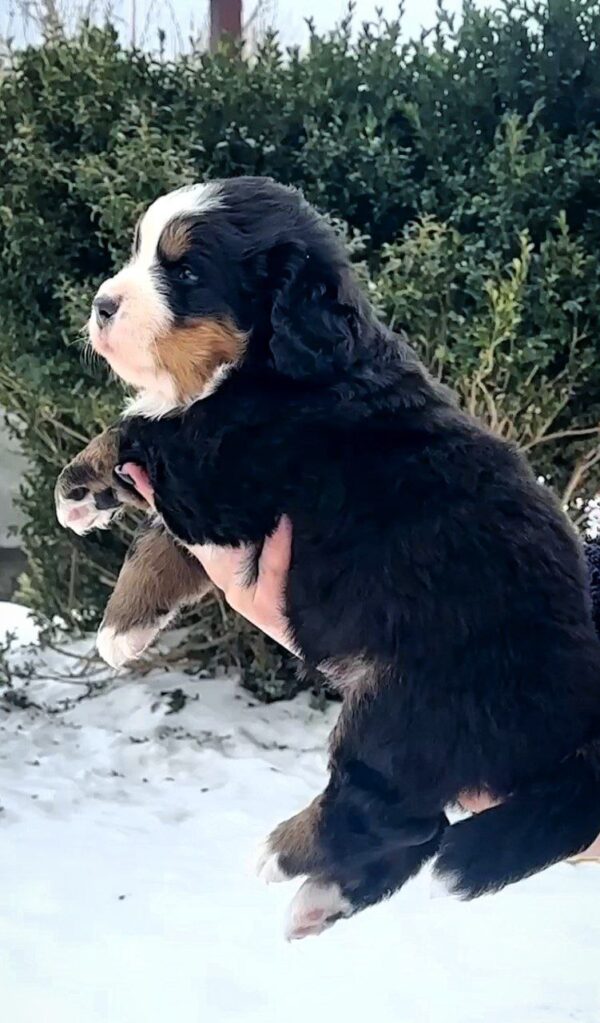 Primrose Bernese Mountain Dog Primrose Bernese Mountain Dog