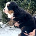Primrose-female-Bernese-Mountain-puppy-for-sale-2