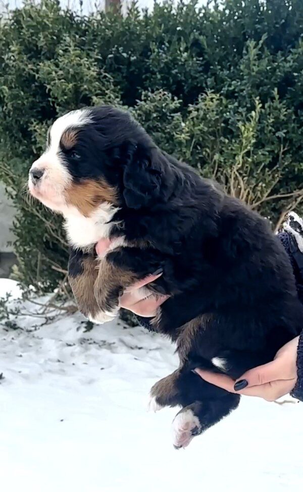 Primrose Bernese Mountain Dog Primrose Bernese Mountain Dog