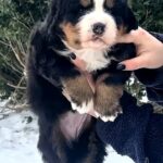 Primrose-female-Bernese-Mountain-puppy-for-sale-3