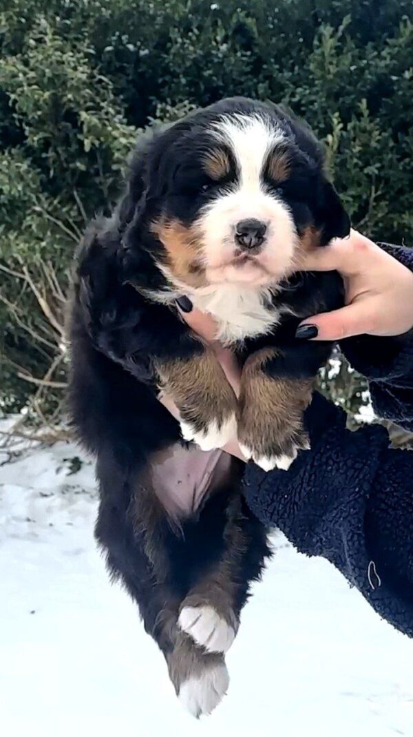 Primrose Bernese Mountain Dog Primrose Bernese Mountain Dog