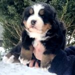 Primrose-female-Bernese-Mountain-puppy-for-sale-4