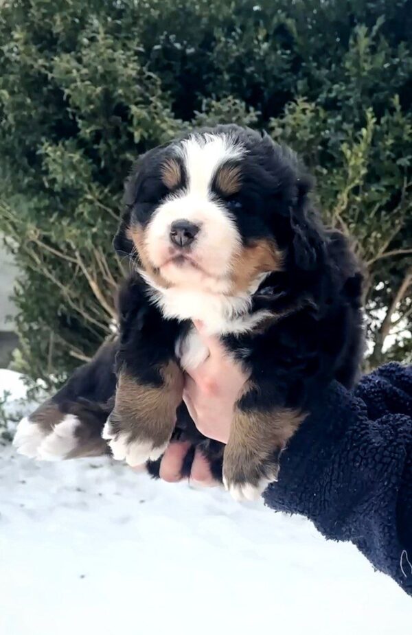 Primrose Bernese Mountain Dog Primrose Bernese Mountain Dog
