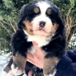 Primrose-female-Bernese-Mountain-puppy-for-sale-5