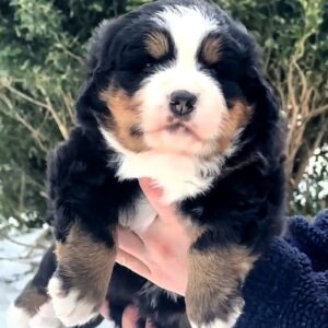 Primrose Bernese Mountain Dog Primrose Bernese Mountain Dog