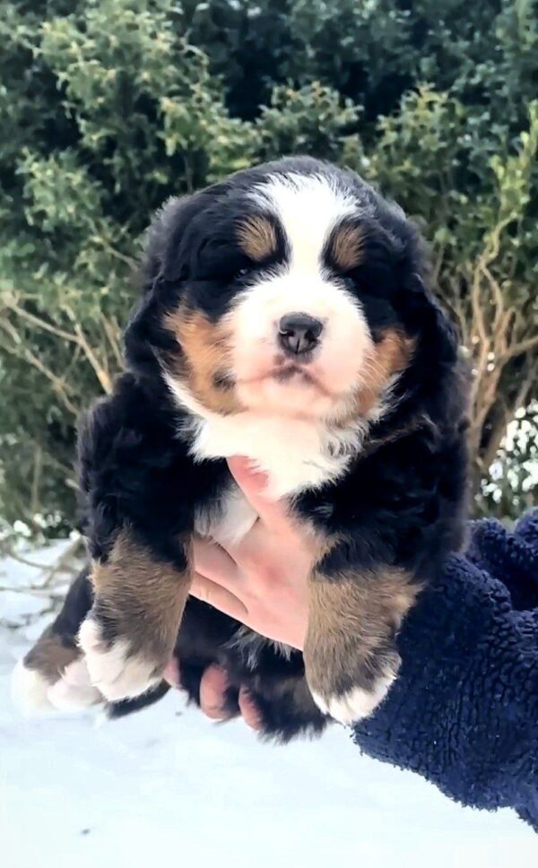 Primrose Bernese Mountain Dog Primrose Bernese Mountain Dog