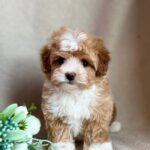 Quartz-male-Maltipoo-puppy-for-sale-1