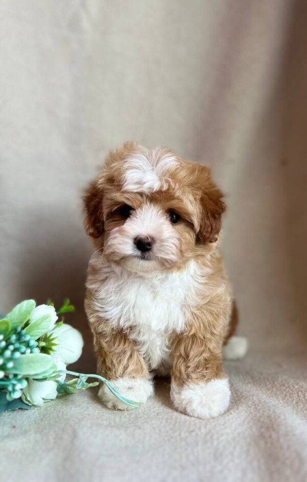 Quartz Maltipoo Quartz Maltipoo