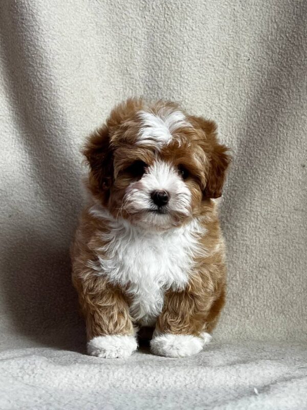 Quartz Maltipoo Quartz Maltipoo